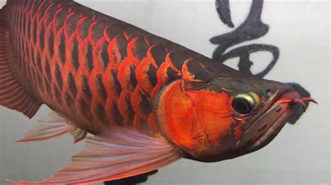 紅龍魚品種|紅龍魚的基本介紹